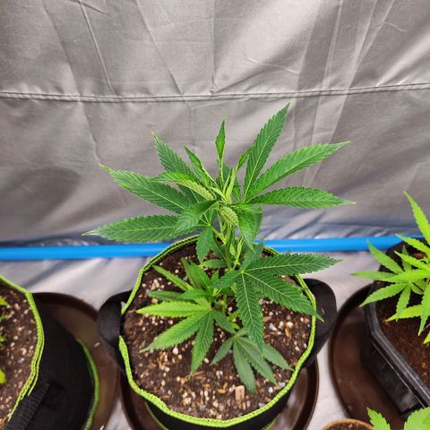Hawaii Faanta  ค่าย compound genetic growlog timeline photo