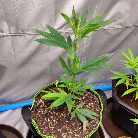 Hawaii Faanta  ค่าย compound genetic growlog timeline photo