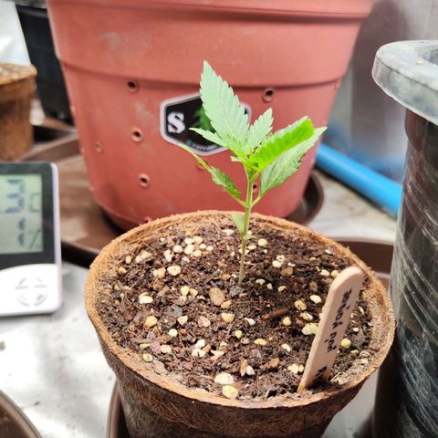 รอเยอร์ คุกกี้🍪 Royal Queen growlog timeline photo