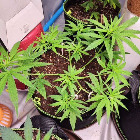 เมล็ดพันธุ์ข้างเขียง growlog timeline photo