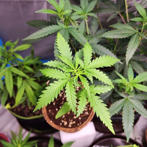 Candy  growlog timeline photo