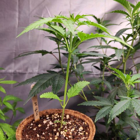 Candy  growlog timeline photo