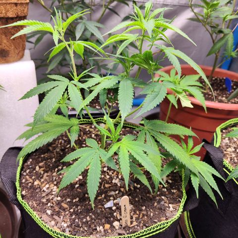 Cakes & cream ค่าย In-house growlog timeline photo