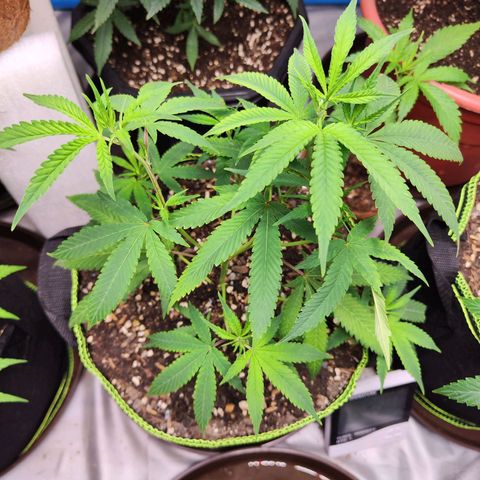 Cakes & cream ค่าย In-house growlog timeline photo