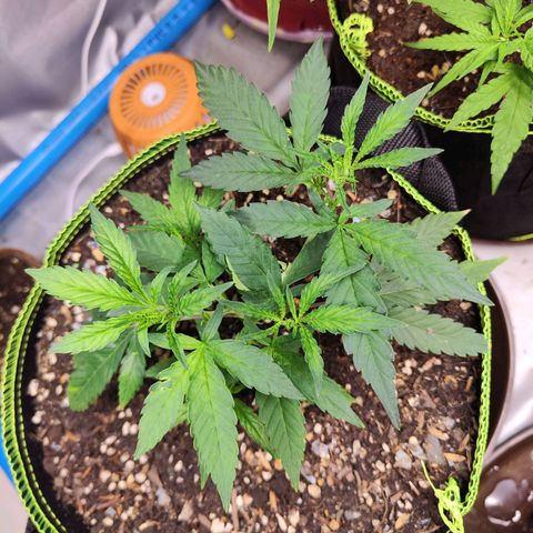  Mack & crack ค่าย Humbo ldt seeds growlog timeline photo