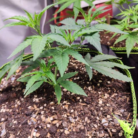  Mack & crack ค่าย Humbo ldt seeds growlog timeline photo