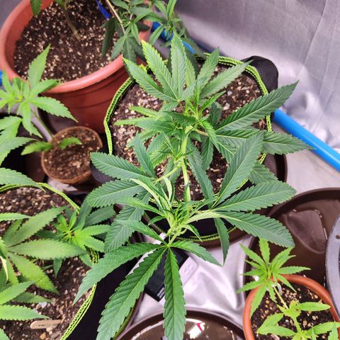 Hawaii Faanta  ค่าย compound genetic growlog timeline photo