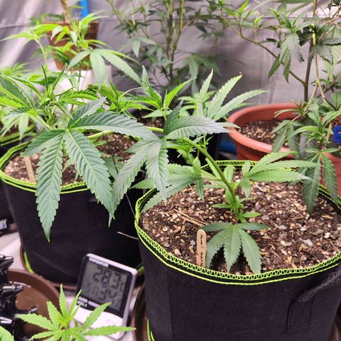 Hawaii Faanta  ค่าย compound genetic growlog timeline photo