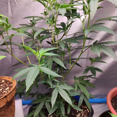 อุลังอุตัง สกิทเทอร์ 2 growlog timeline photo