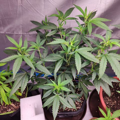 อุลังอุตัง สกิทเทอร์ 2 growlog timeline photo