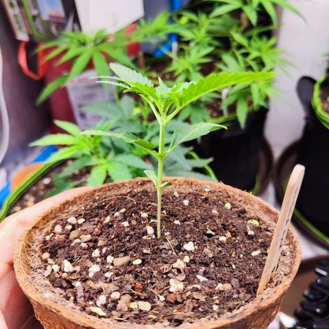 รอเยอร์ คุกกี้🍪 Royal Queen growlog timeline photo
