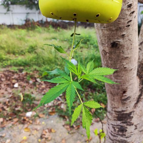 ต้นกลับหัว growlog timeline photo