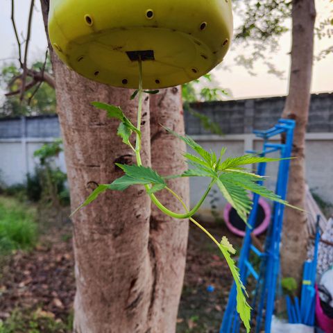 ต้นกลับหัว growlog photo