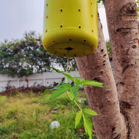 ต้นกลับหัว growlog timeline photo