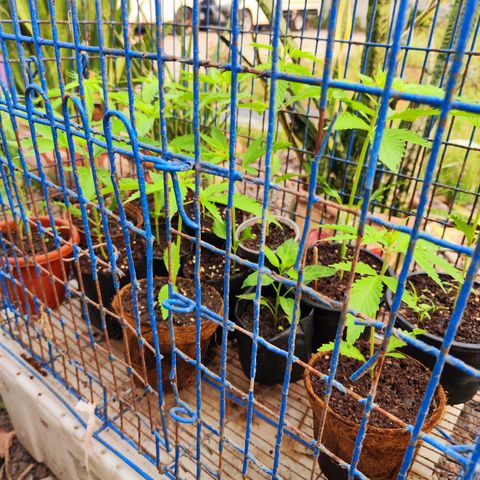 พันธุ์อะไรไม่รู้ growlog timeline photo
