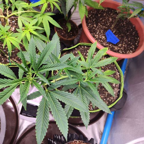  Mack & crack ค่าย Humbo ldt seeds growlog timeline photo