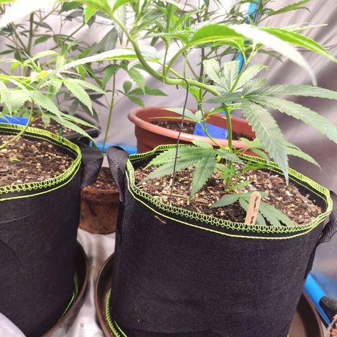  Mack & crack ค่าย Humbo ldt seeds growlog timeline photo
