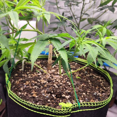 Cakes & cream ค่าย In-house growlog timeline photo