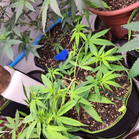 Cakes & cream ค่าย In-house growlog timeline photo