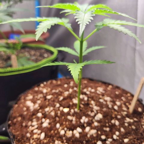 Candy  growlog timeline photo