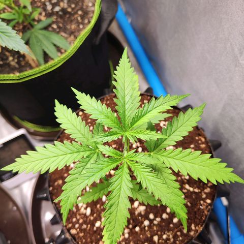 Candy  growlog timeline photo