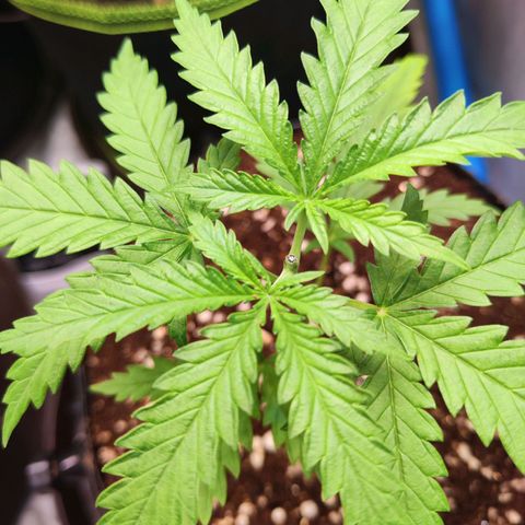 Candy  growlog timeline photo