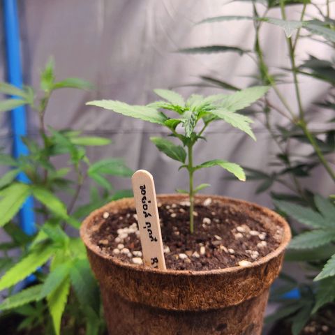 รอเยอร์ คุกกี้🍪 Royal Queen growlog timeline photo