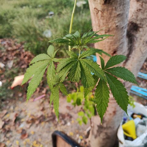 ต้นกลับหัว growlog timeline photo