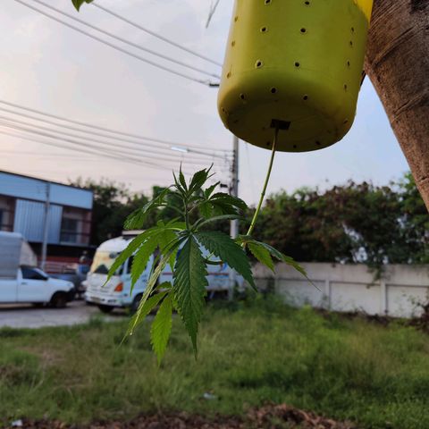 ต้นกลับหัว growlog timeline photo