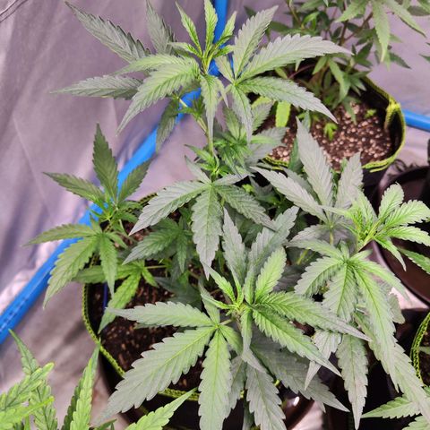  Mack & crack ค่าย Humbo ldt seeds growlog timeline photo