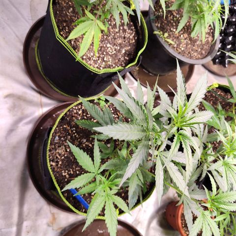  Mack & crack ค่าย Humbo ldt seeds growlog timeline photo