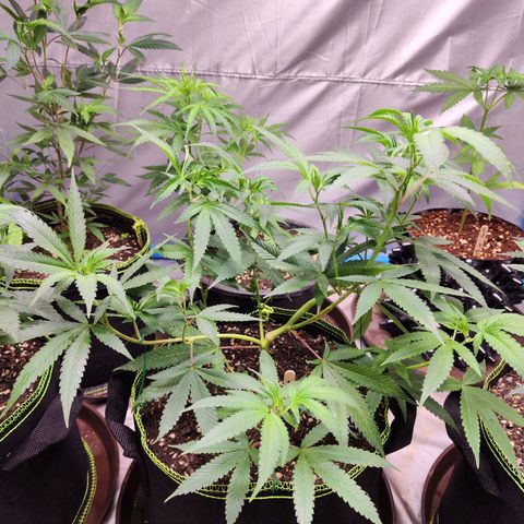 Cakes & cream ค่าย In-house growlog timeline photo