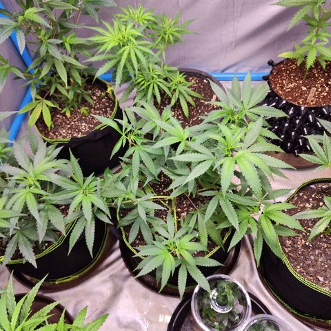 Cakes & cream ค่าย In-house growlog timeline photo