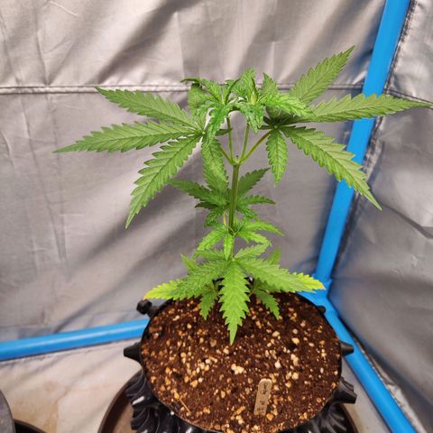 Candy  growlog timeline photo