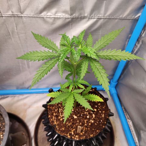 Candy  growlog timeline photo