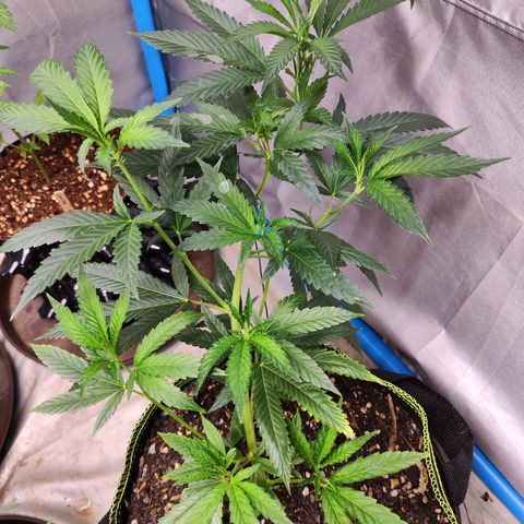 Hawaii Faanta  ค่าย compound genetic growlog timeline photo