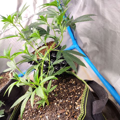 Hawaii Faanta  ค่าย compound genetic growlog timeline photo
