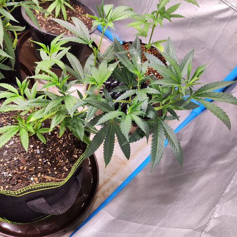 Hawaii Faanta  ค่าย compound genetic growlog timeline photo