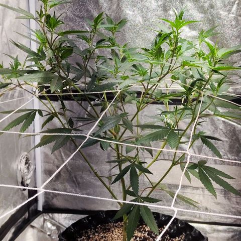 อุลังอุตัง สกิทเทอร์ 2 growlog timeline photo