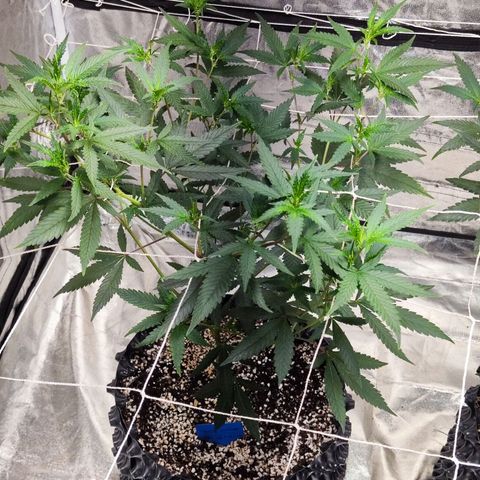 อุลังอุตัง สกิทเทอร์ 2 growlog timeline photo