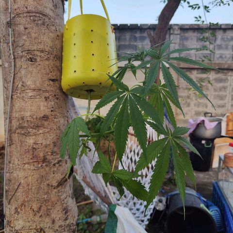 ต้นกลับหัว growlog timeline photo