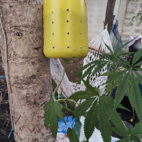 ต้นกลับหัว growlog timeline photo