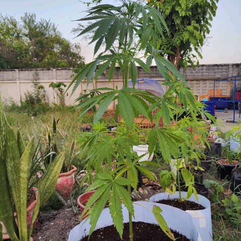 พันธุ์อะไรไม่รู้ growlog timeline photo