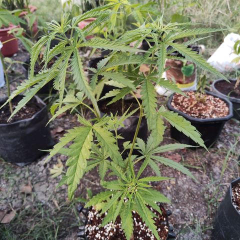 Candy  growlog timeline photo