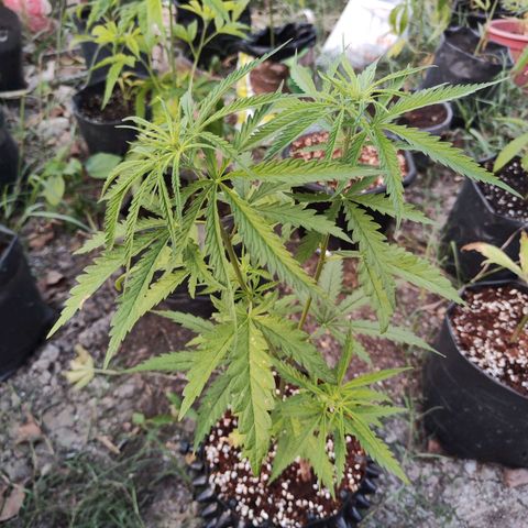 Candy  growlog timeline photo