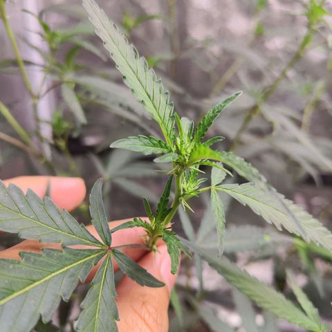 อุลังอุตัง สกิทเทอร์ 2 growlog timeline photo
