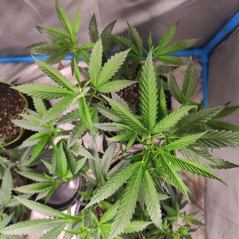 Hawaii Faanta  ค่าย compound genetic growlog timeline photo