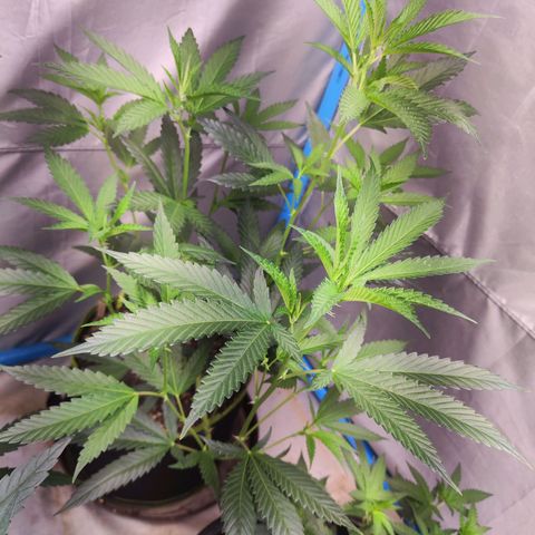 Hawaii Faanta  ค่าย compound genetic growlog timeline photo