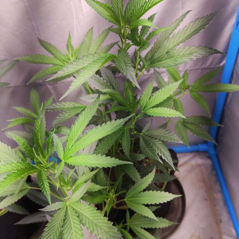 Hawaii Faanta  ค่าย compound genetic growlog timeline photo
