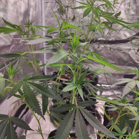 Cakes & cream ค่าย In-house growlog timeline photo